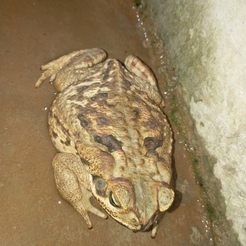 Cururu Toad