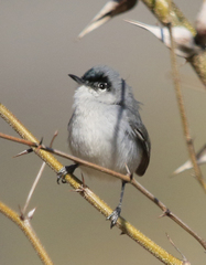 Polioptila nigriceps