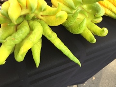 Citrus medica sarcodactylis