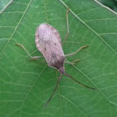 Homoeocerus dilatatus