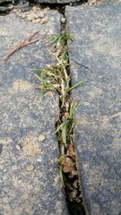 Sagittaria secundifolia