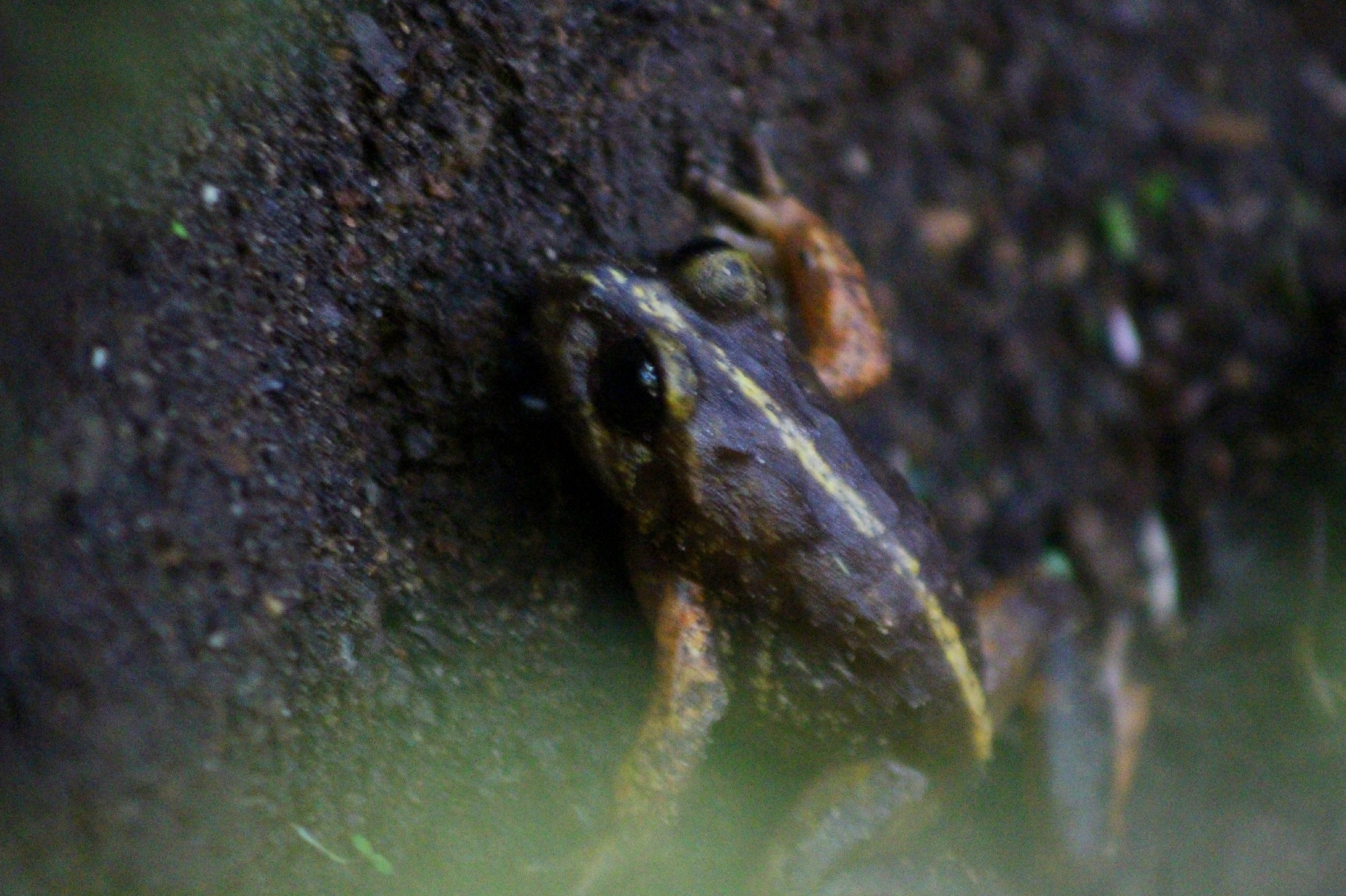 Eupsophus emiliopugini Formas, 1989