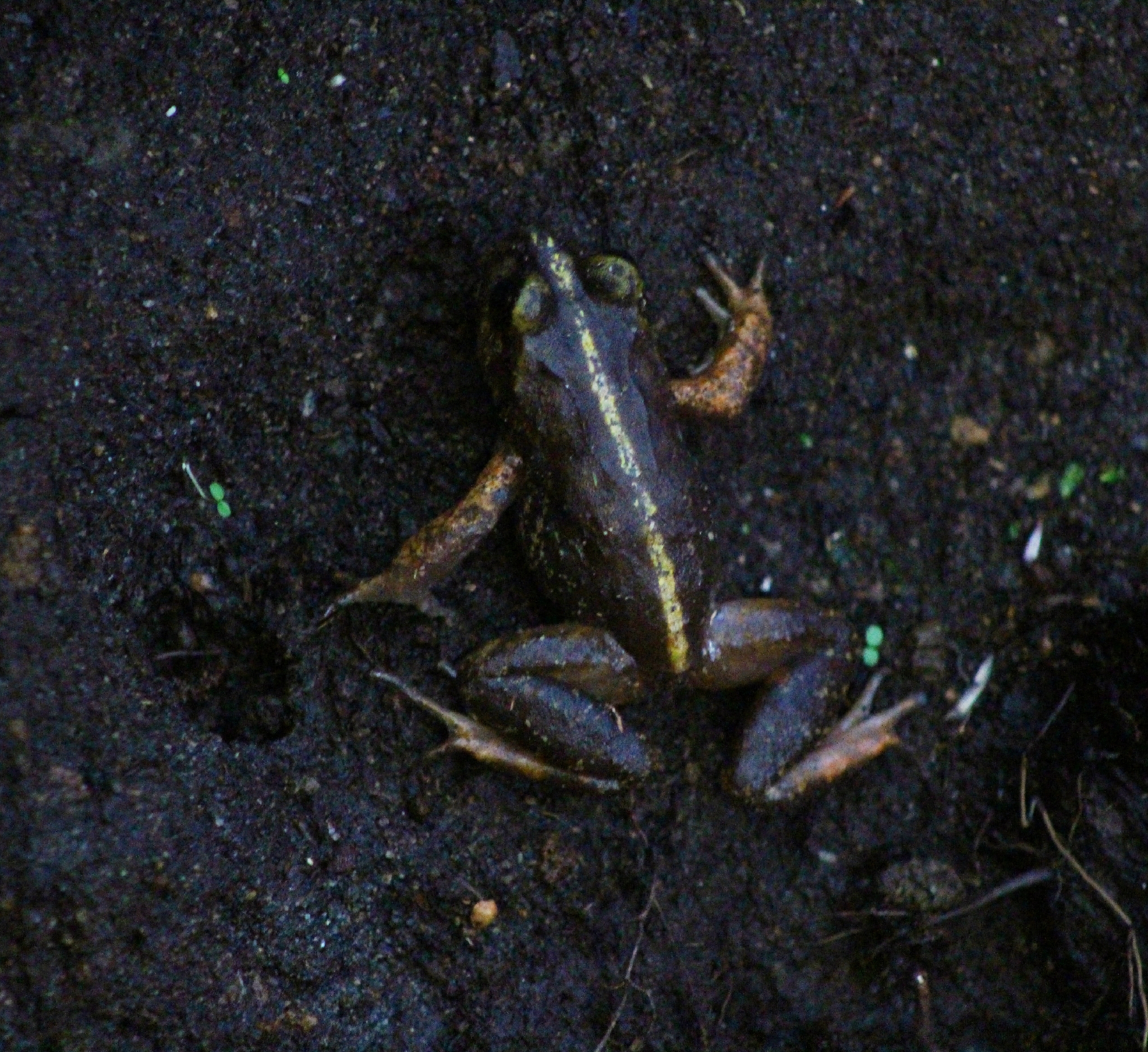Eupsophus emiliopugini Formas, 1989