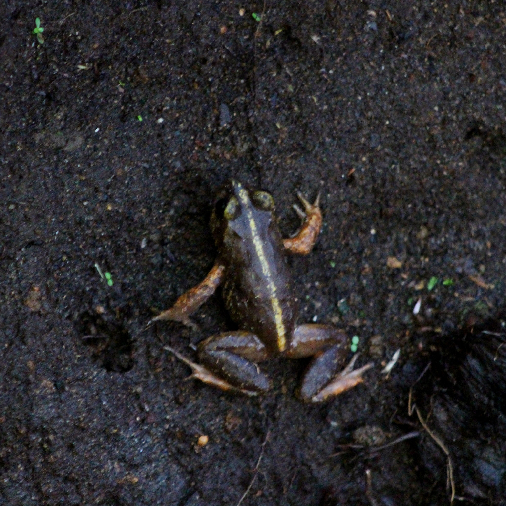 Eupsophus emiliopugini Formas, 1989