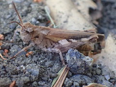 Nebulatettix robustus