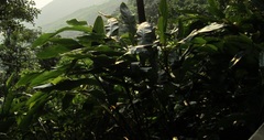 Alpinia katsumadai (Alpinia katsumadai)