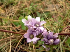 Gentianella turkestanorum