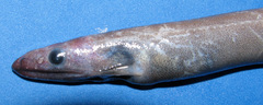 Kaup's Arrowtooth Eel photo 5