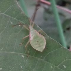Homoeocerus dilatatus