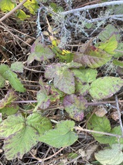 Sphaerulina westendorpii