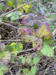 Sphaerulina westendorpii