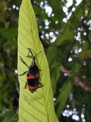 Cactophagus duplocinctus