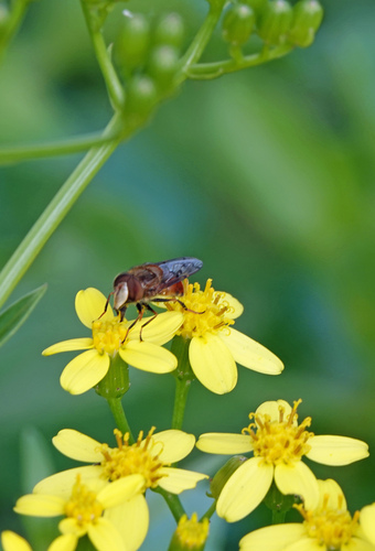 Copestylum melleum