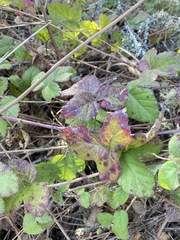 Sphaerulina westendorpii