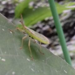 Homoeocerus dilatatus