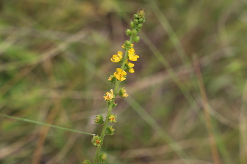 Agrimonie (Agrimonia bracteata)