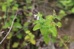 Salvia aurita, photograph (c) Suvarna Parbhoo Mohan, some rights reserved (CC BY-SA)