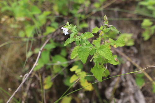 Valley Sage (Salvia aurita)