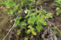 Salvia aurita