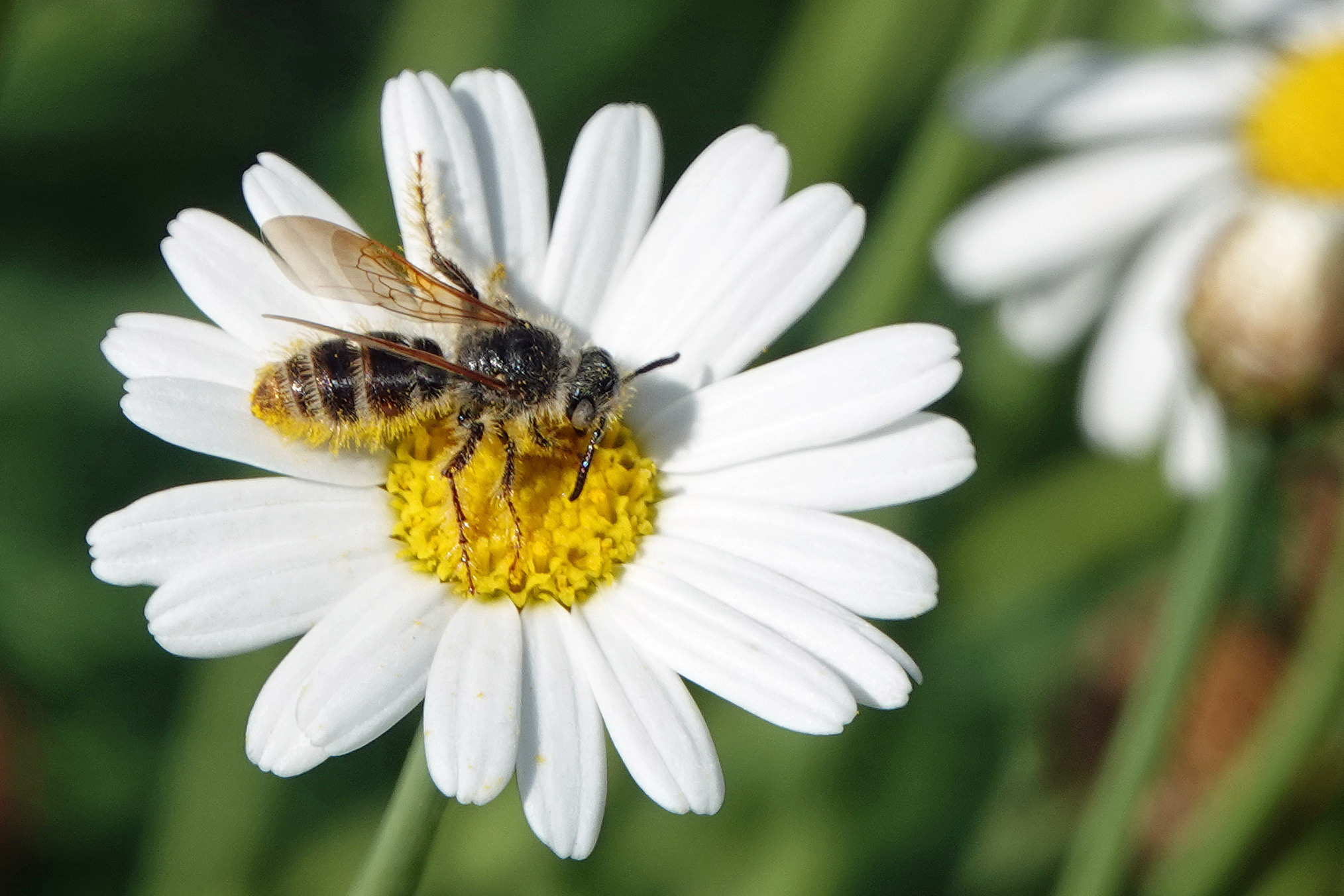 Micromeriella hyalina