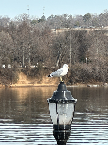 Ring-billed Gull