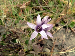 Gentianella turkestanorum