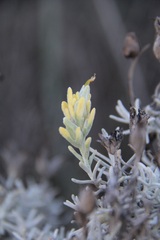 Castilleja hololeuca