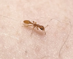 Pseudomyrmex pallidus