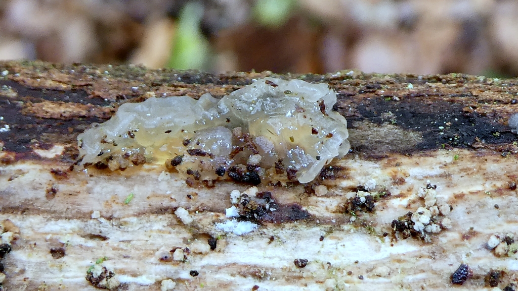 Myxarium nucleatum · February 2026 · photo: © patricklm35 (iNaturalist, cc0)