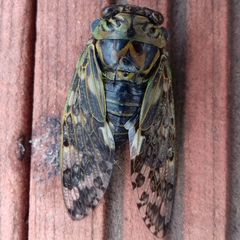 Platypleura kaempferi