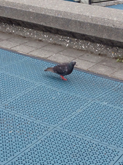 Columba livia domestica