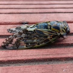 Platypleura kaempferi