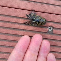 Platypleura kaempferi