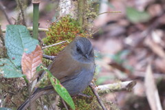 Catharus gracilirostris