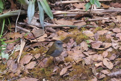 Catharus gracilirostris