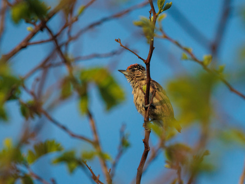 Ochraceous Piculet (Picumnus limae)