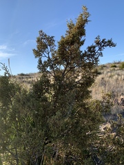 Juniperus pinchotii