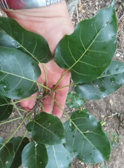 Ficus polita