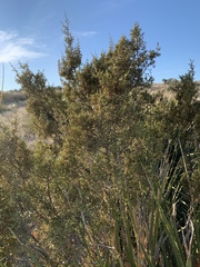 Juniperus pinchotii