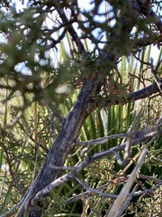 Juniperus pinchotii