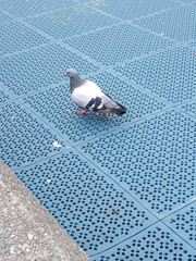 Columba livia domestica