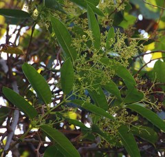 Anodendron parviflorum