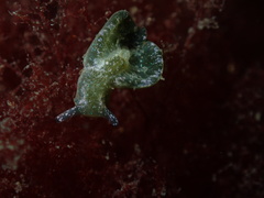 Elysia viridis