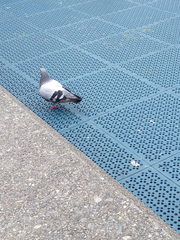Columba livia domestica