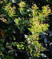 Anodendron parviflorum
