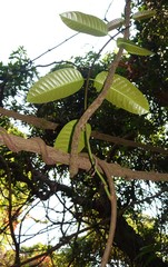 Anodendron parviflorum