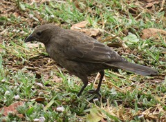 Molothrus bonariensis