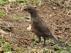 Molothrus bonariensis