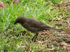 Molothrus bonariensis