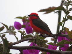 Pyrocephalus rubinus